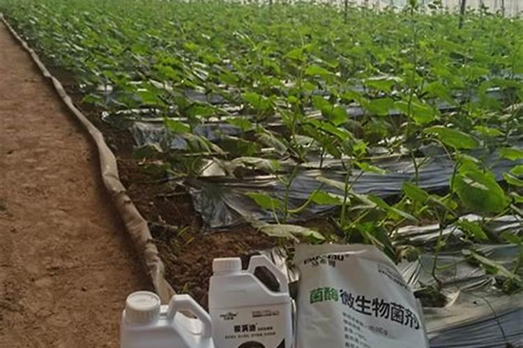 尿素可以水溶后施肥吗 尿素能水溶后施肥吗