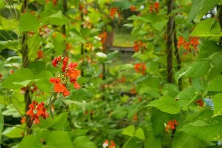 芸豆要想高产花期怎么管理芸豆养殖技巧总结