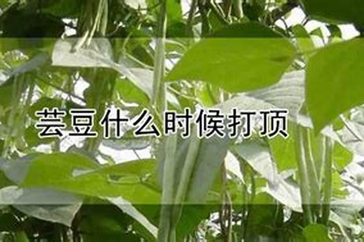 芸豆叶面浅绿,用什么叶面肥？