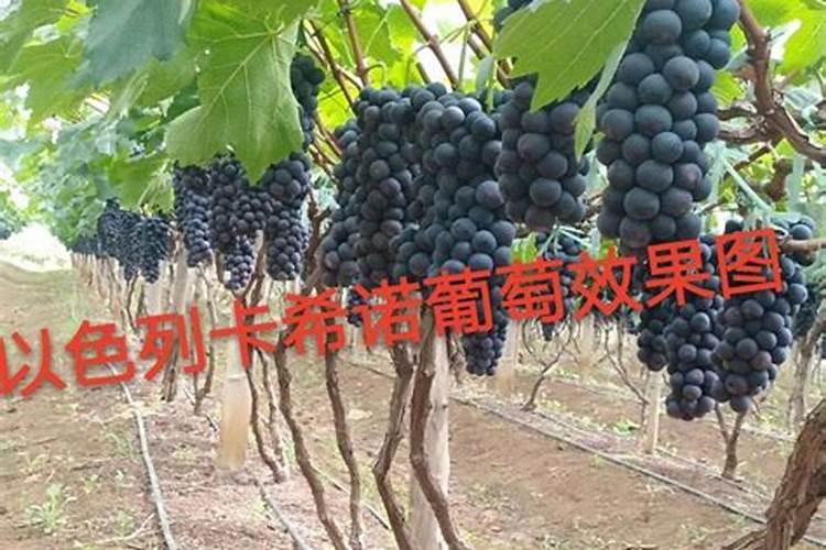 磷肥在葡萄上主要起什么用