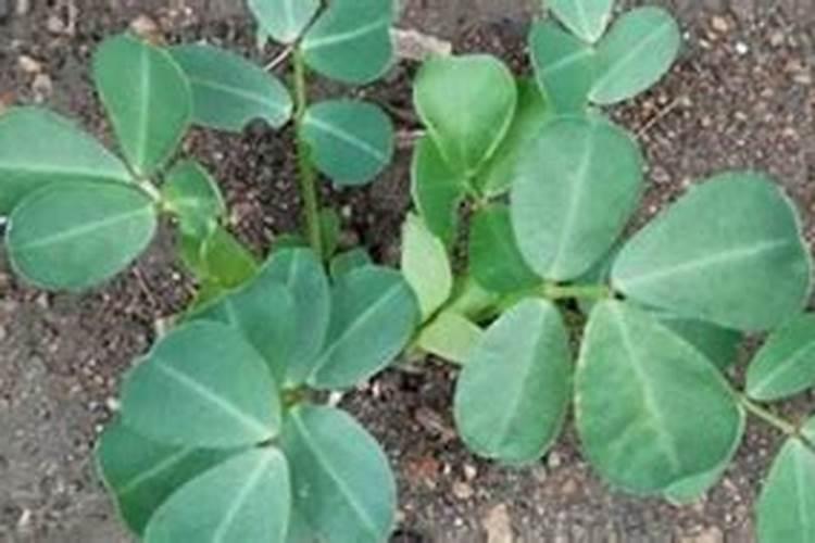 花生追肥用什么肥料？