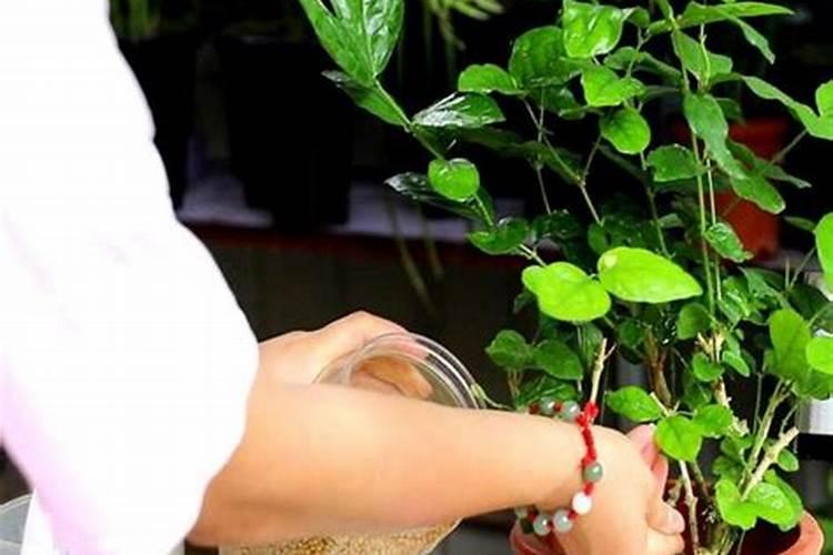 三伏天如何给茉莉花浇水,才能开花多又香？