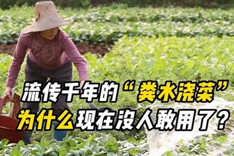 怎么给桂花树施肥？