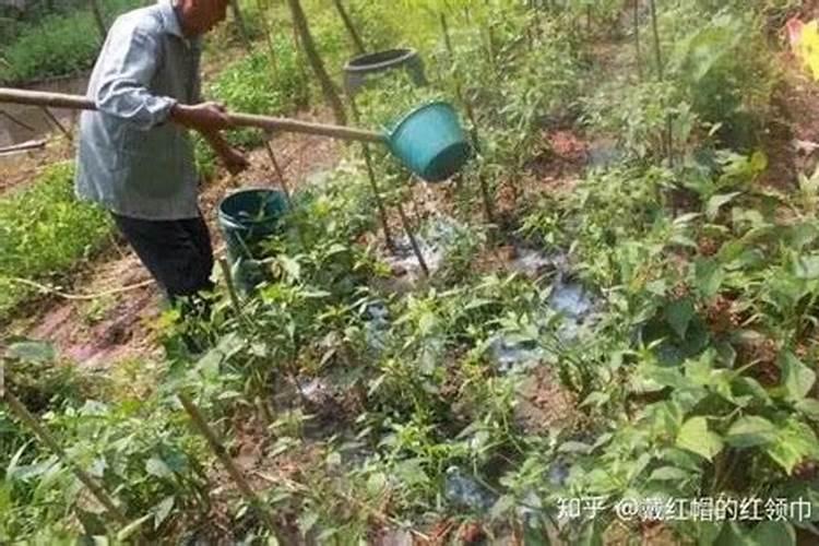 家庭种植蔬菜用什么做肥料？