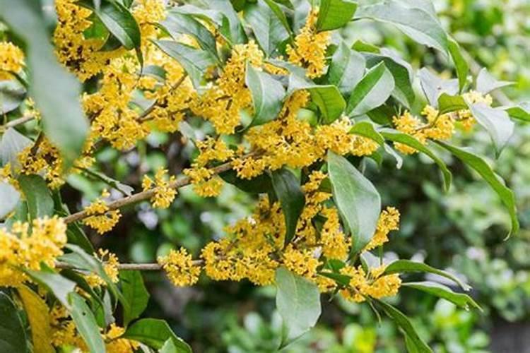 桂花树用什么肥料最好？