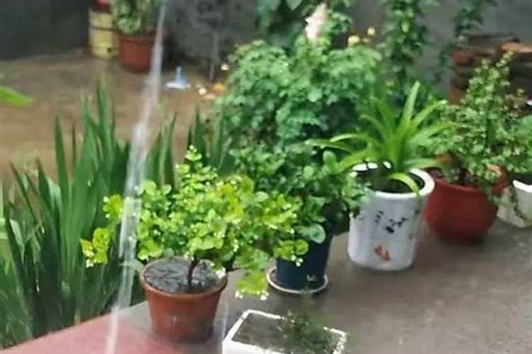 桂花花芽分化期施什么肥 桂花怎样施肥花又多又香