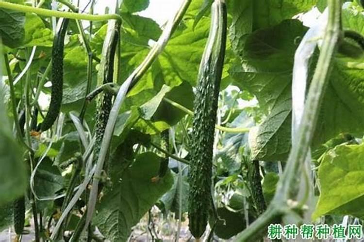 深圳市田园生物科技有限公司怎么样？