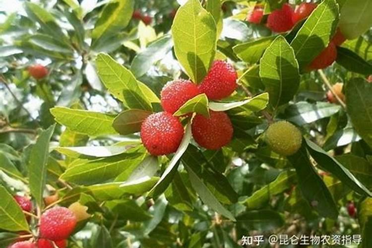 杨梅用什么叶面肥？