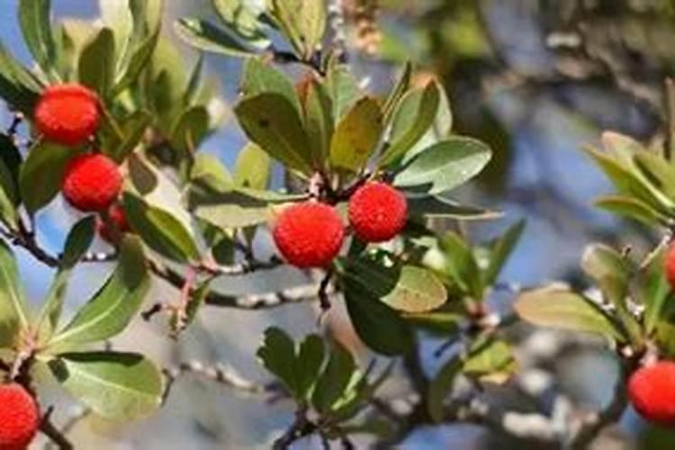 杨梅种子怎样种植杨梅种子种植方法