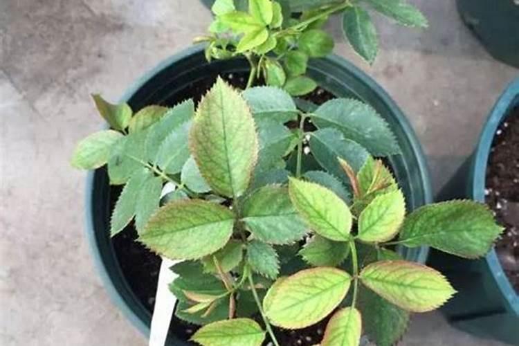 月季花,进入秋天后,一直黄叶,少浇水也不行,三个多月了,谁能告诉我应该...
