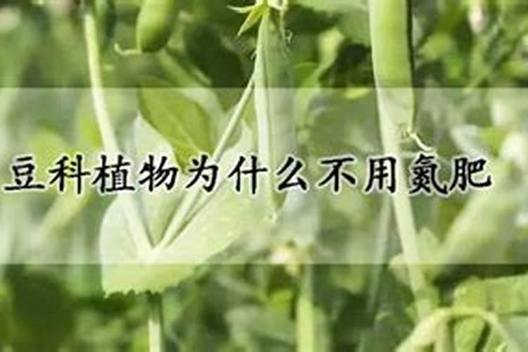 昆明黑珍珠车厘子苗圃基地