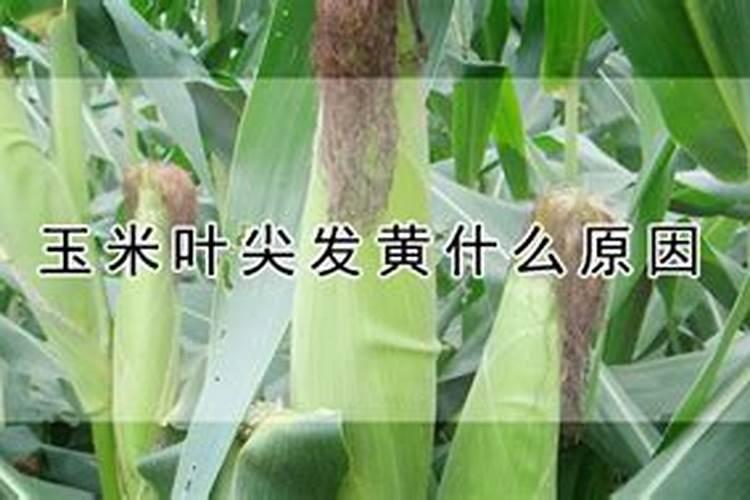 多肉植物用什么肥料好？