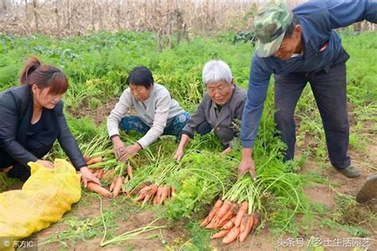 玉米打了叶面肥多长时间可以浇水？