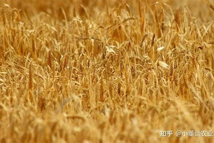 小麦压冻水时施氮肥好还是返青水施氮肥好？