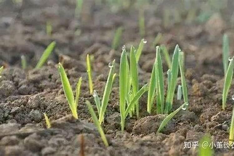 小麦土壤板结出苗不好怎么办,是什么原因引起的