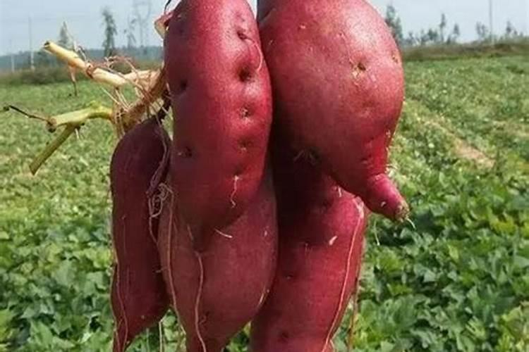 红苕盆栽用什么肥料？