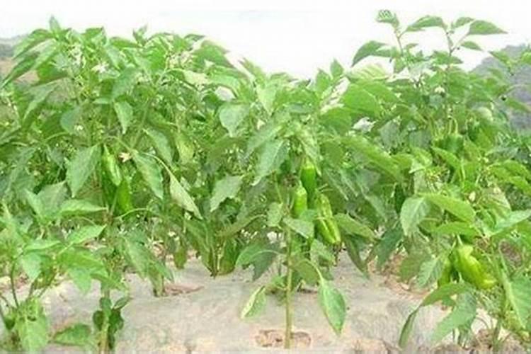 金针菇用什么肥料怎么施？