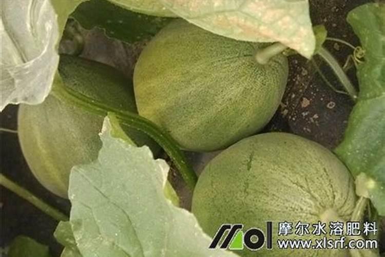 甜瓜坐果期水肥管理