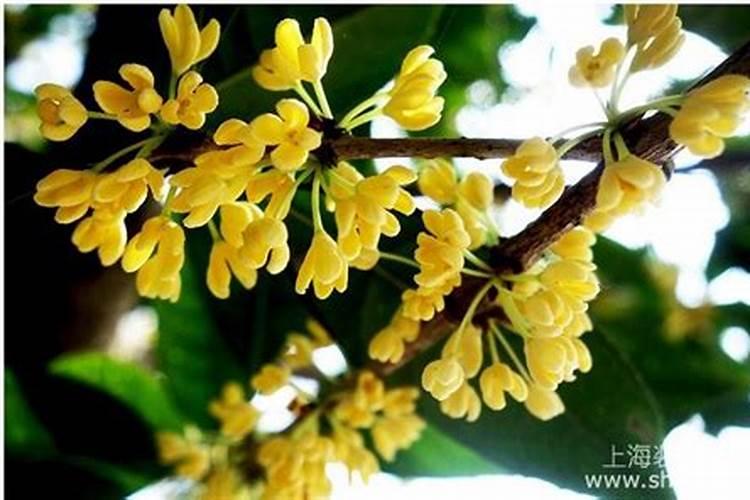桂花树什么时候施肥
