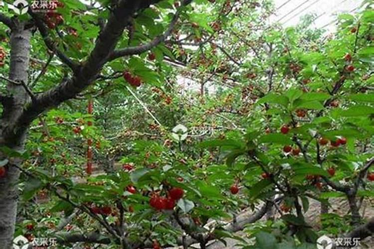 樱桃花期如何促进成花、提高坐果率？