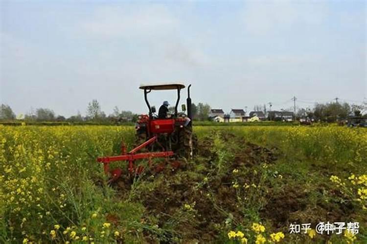 怎么种植油菜花？什么时候种植？