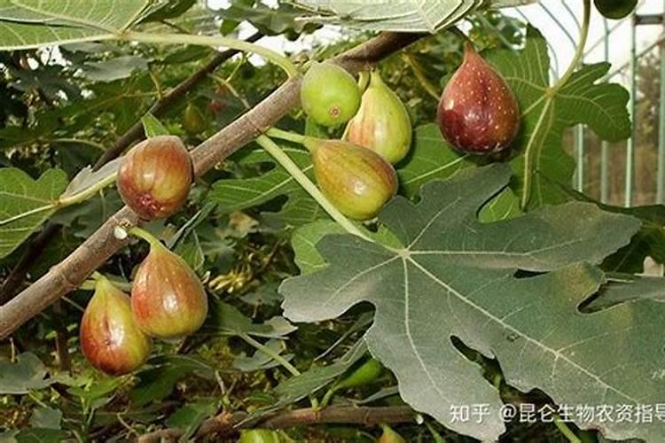多彩雏菊山东几月播种 多久开花