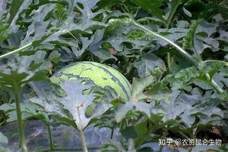 全钾花肥适合什么花;君子兰叶面肥用什么肥最好