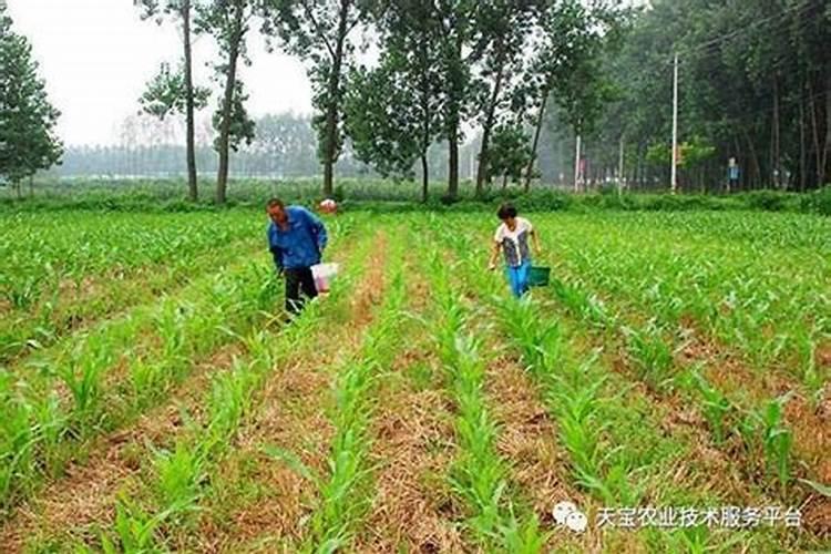 丽格海棠的养殖方法
