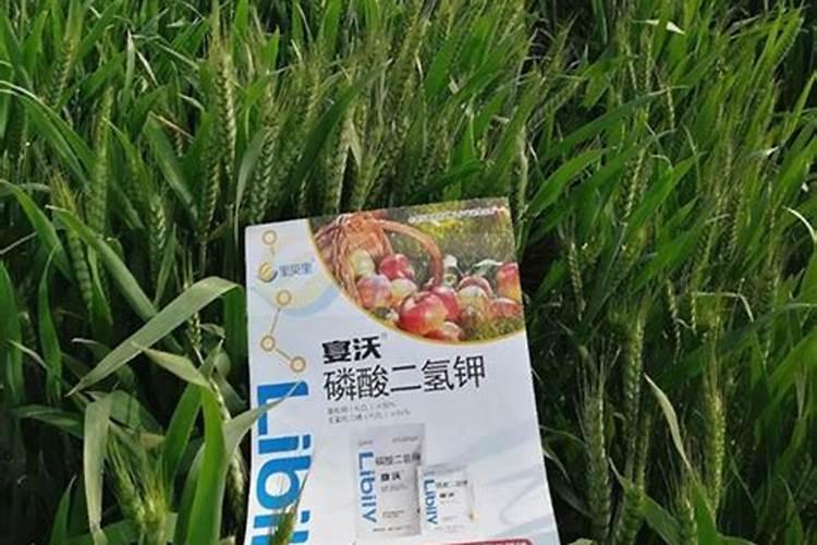 无根君子兰生根步骤