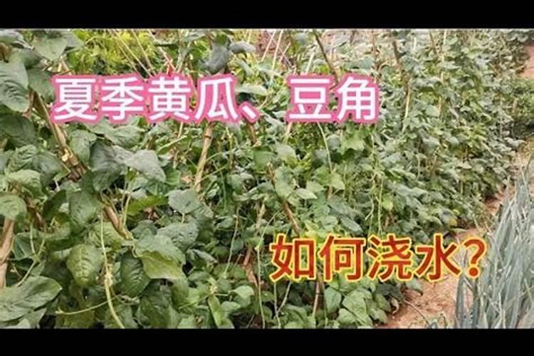 怎样让君子兰长新叶子