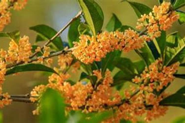 桂花树秋季施肥时间和方法