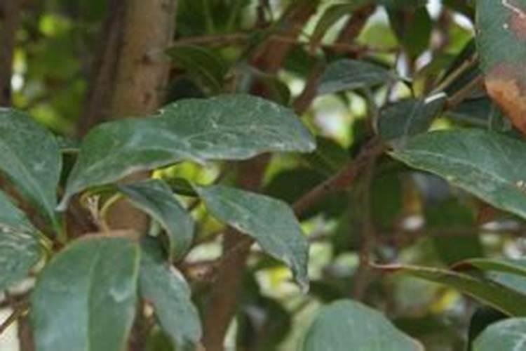 桂花树秋季施肥时间和方法