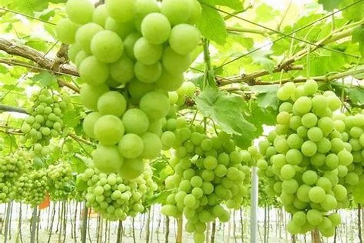 水稻氮肥过多该怎么办