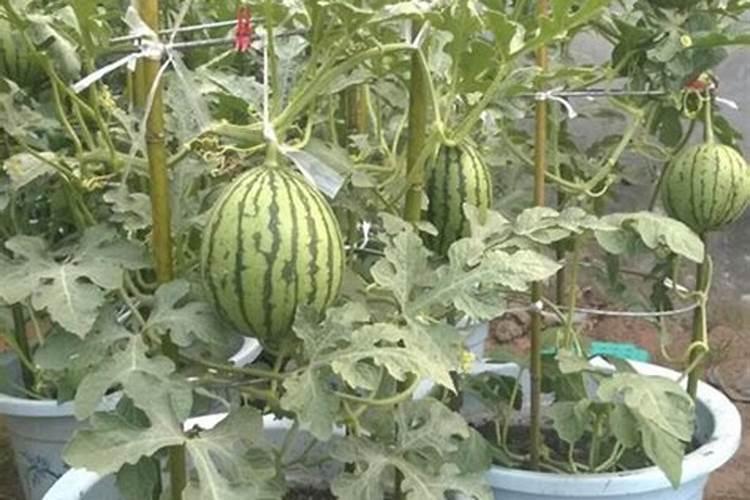 西瓜彭果期什么冲施肥最好