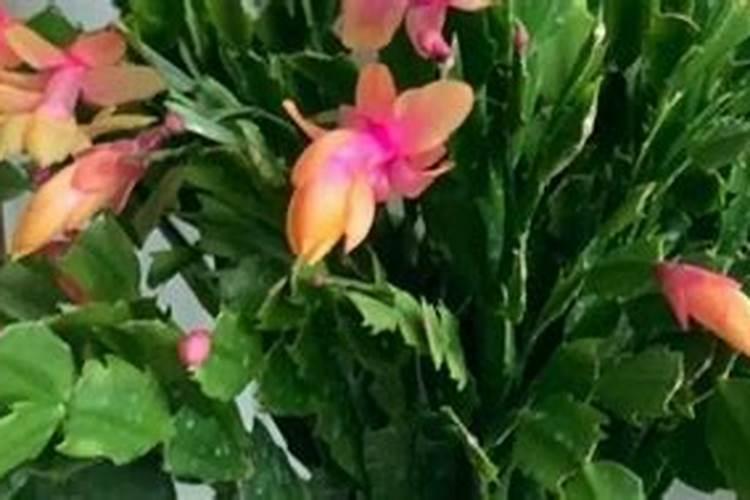 蟹爪兰有花苞了还能施肥吗
