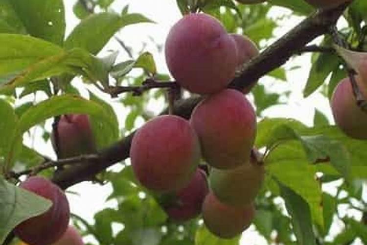 李子树苗什么时候栽种(李子栽培种植技术要点)