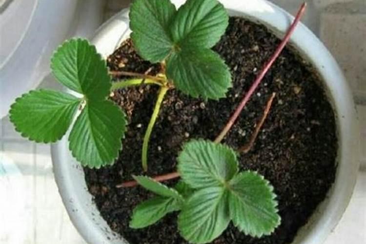 草莓花期可以施肥吗
