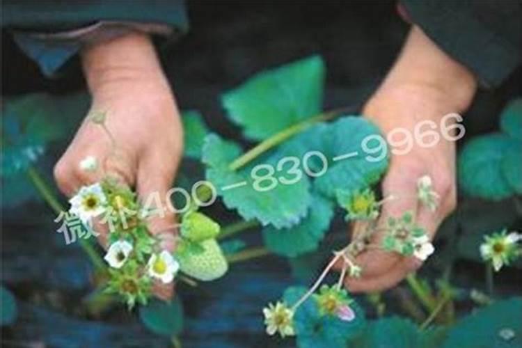 草莓施肥用什么肥料 草莓施肥使用的肥料介绍