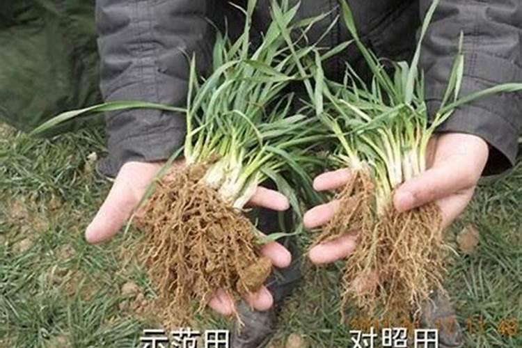 什么肥料能促长植物的根？
