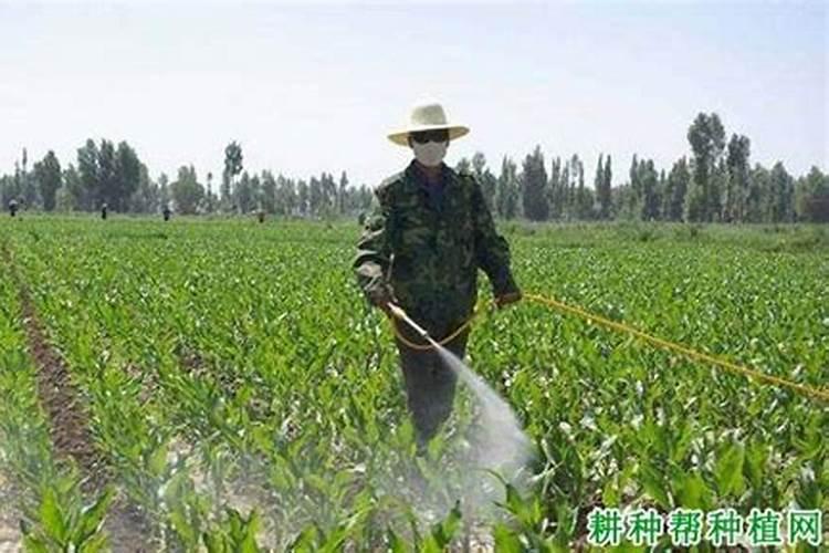 玉米一生中最重要的一次叶面肥,你知道啥时候打吗？