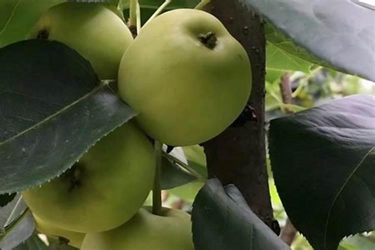 苹果树喷什么叶面肥好