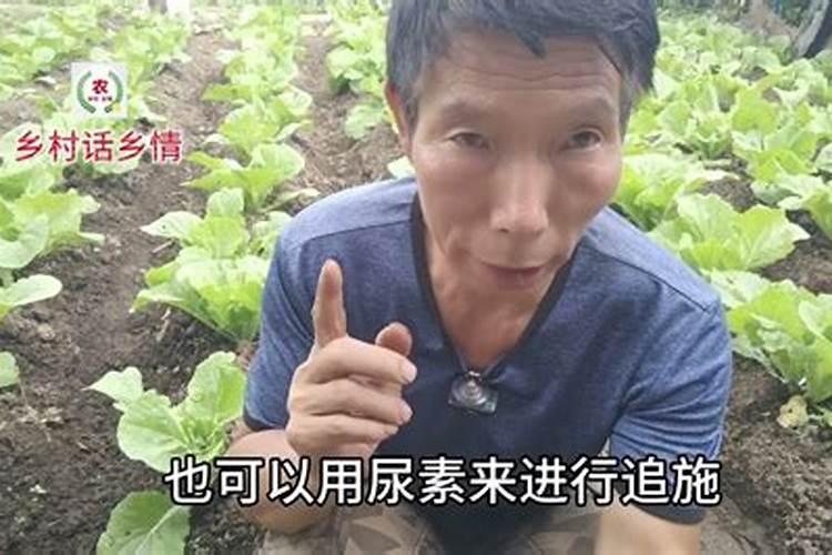 种植大白菜怎样施肥才产量高(种大白菜需要什么底肥)