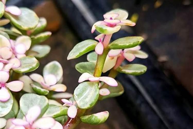 树马齿苋花怎么养