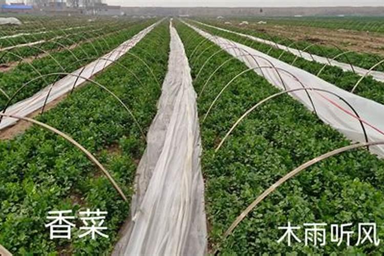 甘蔗施什么肥最好
