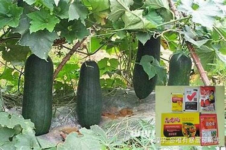 河南甘蔗施肥时间及方法 使用正确的甘蔗施肥时间和方法可以提高收成...
