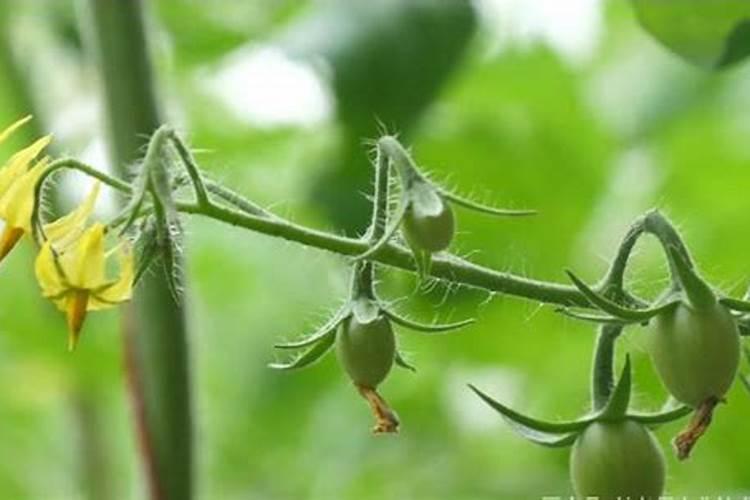 草莓不开花的原因是什么怎么解决