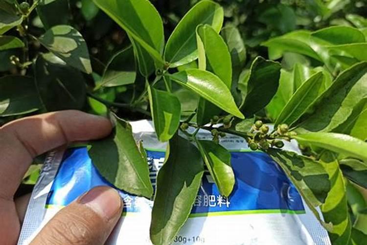 樱桃用什么肥料好