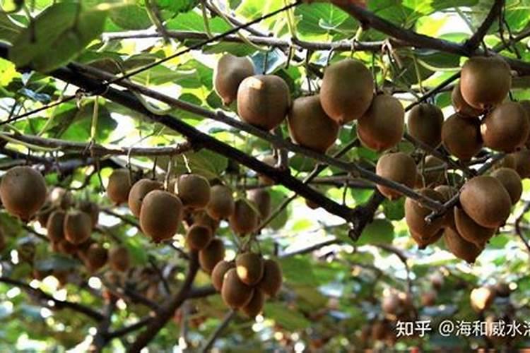 葡萄全年施肥需要六次吗？