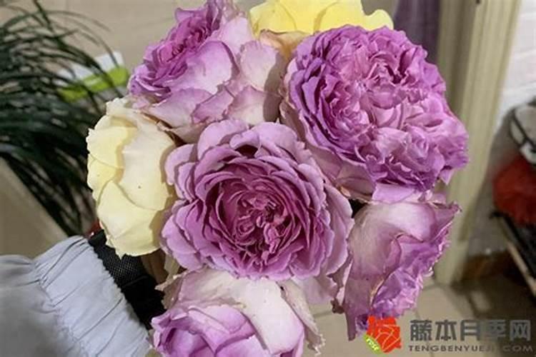 月季花施肥施什么肥料