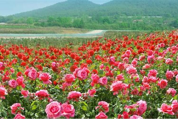 玫瑰施肥方法,用什么肥好